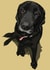 labrador black lab Card 16845 created by Higgledy Pets