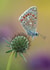 Beautiful Butterfly Card 22372 created by Damian Ward