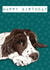 Happy birthday Springer spaniel dog card created by Bramble Designs