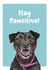stay positive Just because Card 20647 created by Studio Woof