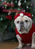 dog frenchie Christmas Card 37811 created by Sofia Wåhlin