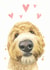 labradoodle dog Just because Card 21229 created by Robert James Hull