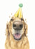 Golden Retriever Labrador Retriever Birthday Card 21231 created by Robert James Hull