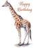 wild animal giraffe Birthday Card 1115 created by Tim Pond