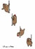 Chicken Stipper Card created by Calypso
