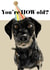 You're How Old? From the Dog created by Holly.Ruanne.Draws