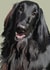Flat Coat Retriever created by Higgledy Ink Illustration