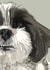 Shih Tzu  Card 1000 created by Higgledy Ink Illustration