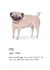 Pug Dictionary Definition funny card created by Vivi Lake