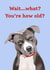 Wait…what?You’re how old? Staffy Birthday Card created by Yamaste Art