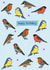 UK Garden Bird Birthday Card 1000 created by Zoë Nash