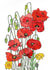 Beautiful Poppy Grettings Card created by Nicky's Art