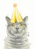 British Shorthair Cat Birthday Card created by Robert James Hull