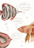 Engagement Fishes - Oh wow, you're engaged created by Right Hand House