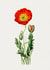 Red Poppy Remembrance Card created by eo design & photo