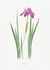 Iris Any Occasion Floral Card created by eo design & photo