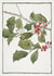 Vintage Holly Illustration - Traditional Festive Card, Blank Christmas, No Text created by eo design & photo