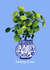 Thinking of You Friendship Plant created by Lesia Karalash