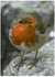 Christmas Robin created by Peter Barrett