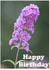 Flower Birthday created by Peter Barrett