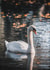 White Swan Photography card created by DainaCrafts