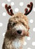 Cockapoo Reindeer Christmas Card created by Oh So Studios