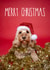 Super cute Cockapoo Christmas card created by The Yorkshire Pawtrait Co.