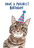 Cute cat birthday card for a cat lover - 'have a purrfect birthday' created by Bramble Designs