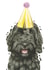 Cute Birthday Card - Black Cockapoo created by Robert James Hull