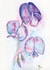 Sweetpeas, Flower, Watercolour, All occaisions created by Claire Harrison