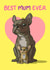Cute Mother's Day Card - French Bulldog's - Best Ever created by Bryony Jackson Walters