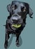 Gorgeous Black Labrador Card created by Higgledy Pets