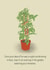 Funny Birthday Card - Gardening - Tomato Plant created by FoldupBiscuit