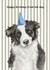 Cute Birthday Card - From The Dog - Border Collie created by lil wabbit