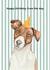 Cute Birthday Card - From The Dog - Jack Russell - Party Hat created by lil wabbit