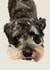Cute Birthday/Just Because Card - Schnauzer - Puppy Eyes created by Freya Fuller