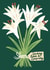 Pretty Sympathy Card - Lilies created by @AimeeStevens.Design