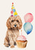 Cute Birthday Card - Party Cockapoo created by Bethany Brown