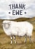 Funny Thank You Card - Ewe created by Hello Fridays Studio