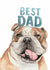 Cute Father's Day Card - English Bulldog - Best Dad created by lil wabbit