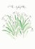 Traditional Sympathy Card - Snowdrops created by Gabrielle Solly Illustration