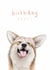 Cute Birthday Card - Birthday Boops - Corgi created by Beth Goodwin