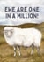 Punny Just Because Card - Ewe Are One In A Million! created by Hello Fridays Studio
