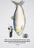 Funny Birthday Card - Fishing - Teach A Man To Fish And You Can Get Rid Of Him For The Entire Weekend created by Emma Proctor