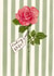 Pretty Birthday Card - Darling Wife - Rose created by Love Lucy Illustration