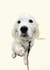 Golden Retriever Puppy Card | Dog Lover Gift | Any Occasion created by Freya Fuller