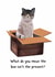 Funny Cat Birthday Card - For Friend, Partner, Sibling created by SophyLoaf