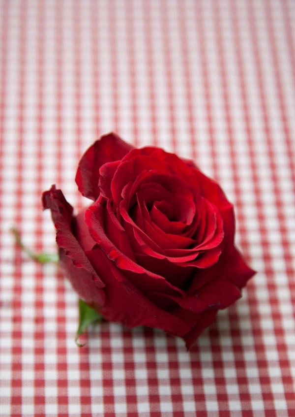 rose roses Valentines Day Card 22005 created by Image Source