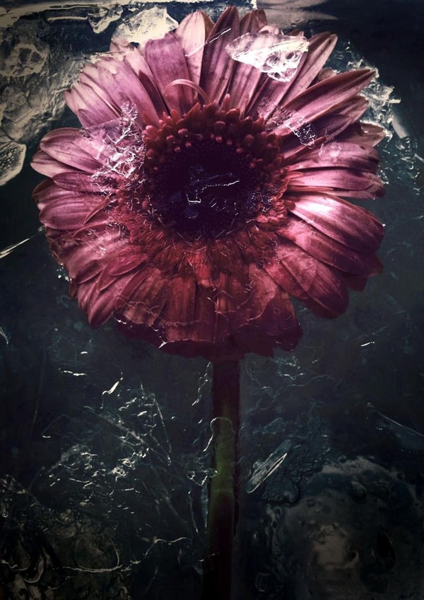 Red flower frozen in time - dark & moody - for a friend or someone you love created by Chantal Pronk