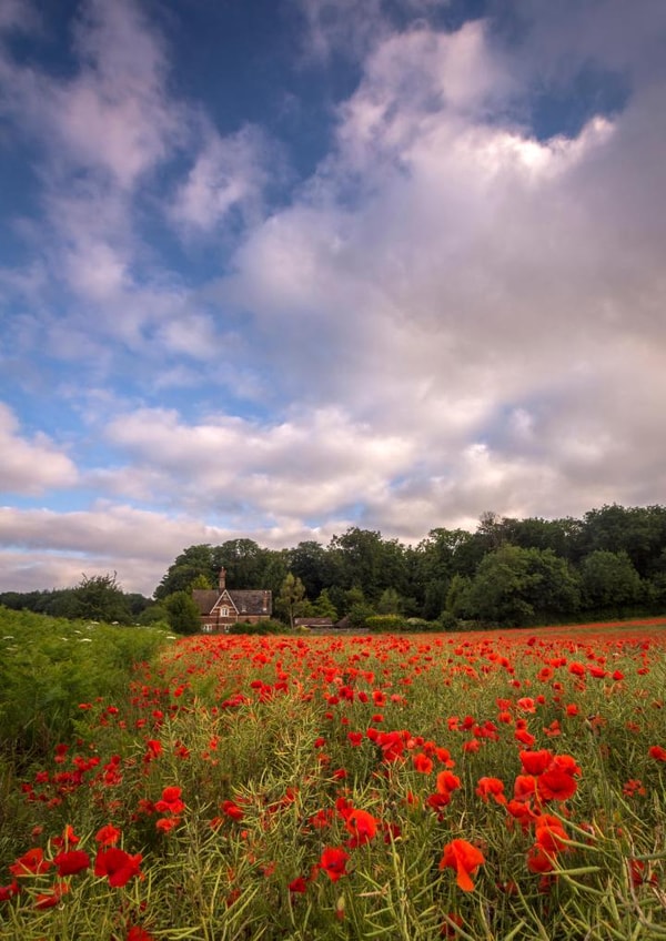 poppies poppy Thinking of you Card 1067 created by Damian Ward